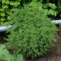 Preview: Artemisia abrotanum 'Citrina' - Zitronen-Eberraute